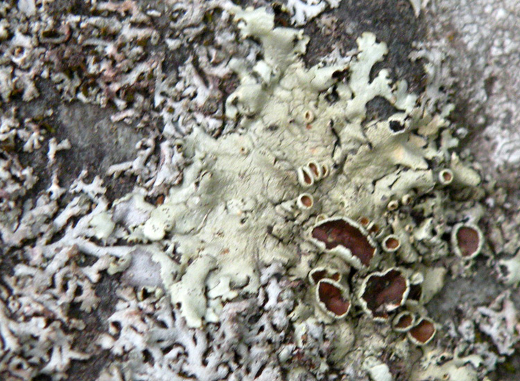 Dal Trentino, su roccia calcarea 2